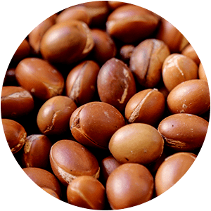 ARGAN OIL