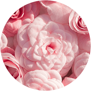 CAMELLIA OIL