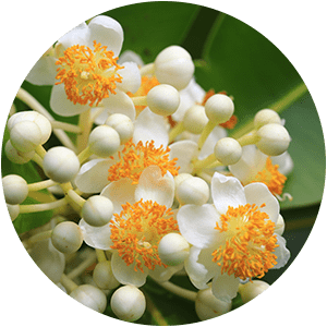 TAMANU OIL