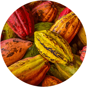 BEURRE DE CACAO