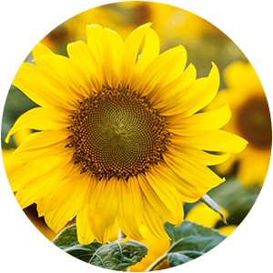 TOSOLIN™