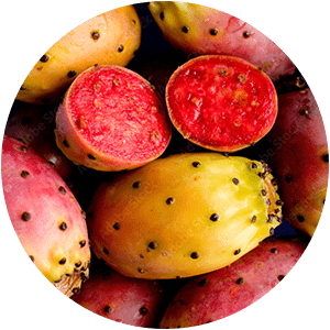 PRICKLY PEAR CACTUS