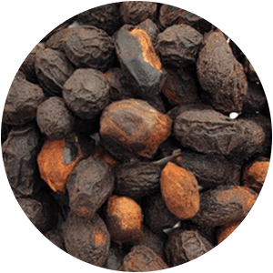 SAW PALMETTO