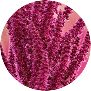 AMARANTH-SHIELD 3D