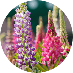 INGRÉDIENT ACTIF DU LUPIN DOUX 