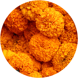 EXTRAIT DE CALENDULA
