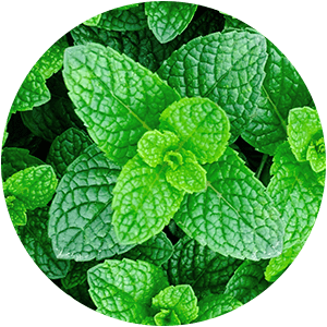 HUILE ESSENTIELLE DE MENTHE