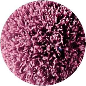 ACTIPORINE 8G™