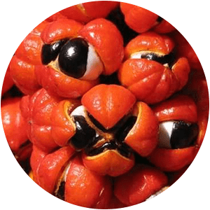 GUARANÁ