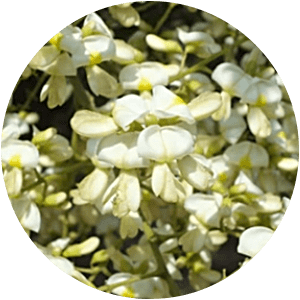 ТРОКСЕРУТИН