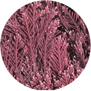 CONCENTRE CORALLINE™