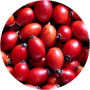 ЭКСТРАКТ ШИПОВНИКА