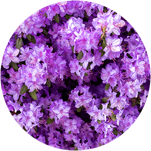 ЭКСТРАКТ ЦВЕТКОВ ВЕРБЕНЫ