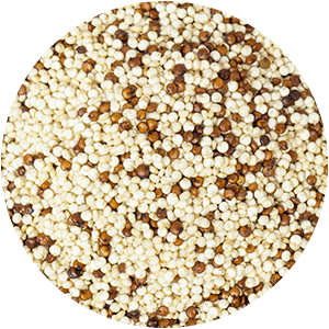 QUINOA GLOSS