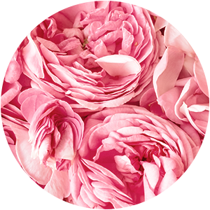 BULGARIAN ROSA DAMASCENA ABSOLUTE