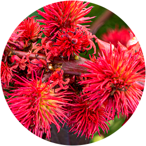 CASTOR OIL