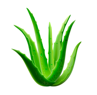 Extrakt z Aloe vera