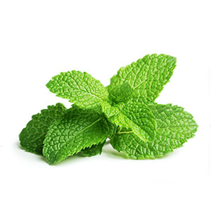 https://cocosolis.com/wp-content/uploads/ingredient-mint.jpg
