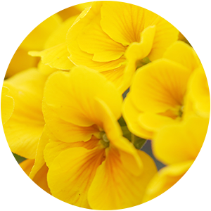 EVENING PRIMROSE OIL