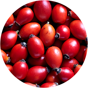 ROSEHIP OIL