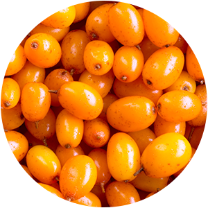 SEA BUCKTHORN OIL