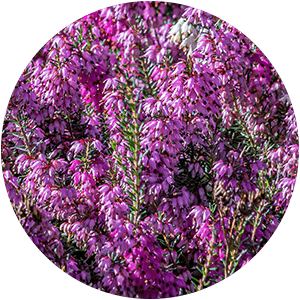HEATH EXTRACT