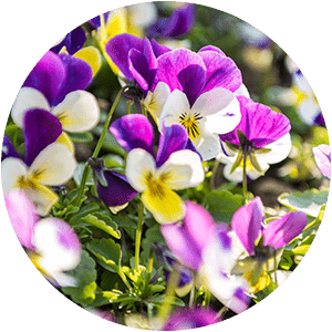 VIOLA TRICOLOR EXTRACT
